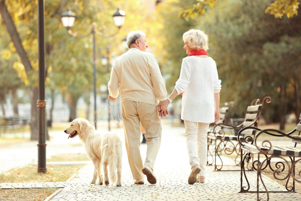 A senior man and woman walk a dog together.