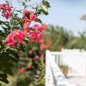 Vibrant pink flowers bloom on a branch overhanging a white fence, with lush green foliage and a bright sunny background.